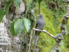 Contopus fumigatus