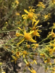 Ericameria linearifolia