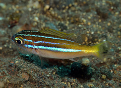 Oblique-Barred Monocle Bream photo 2