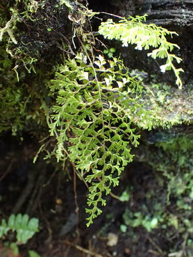 Hymenophyllum polyanthos