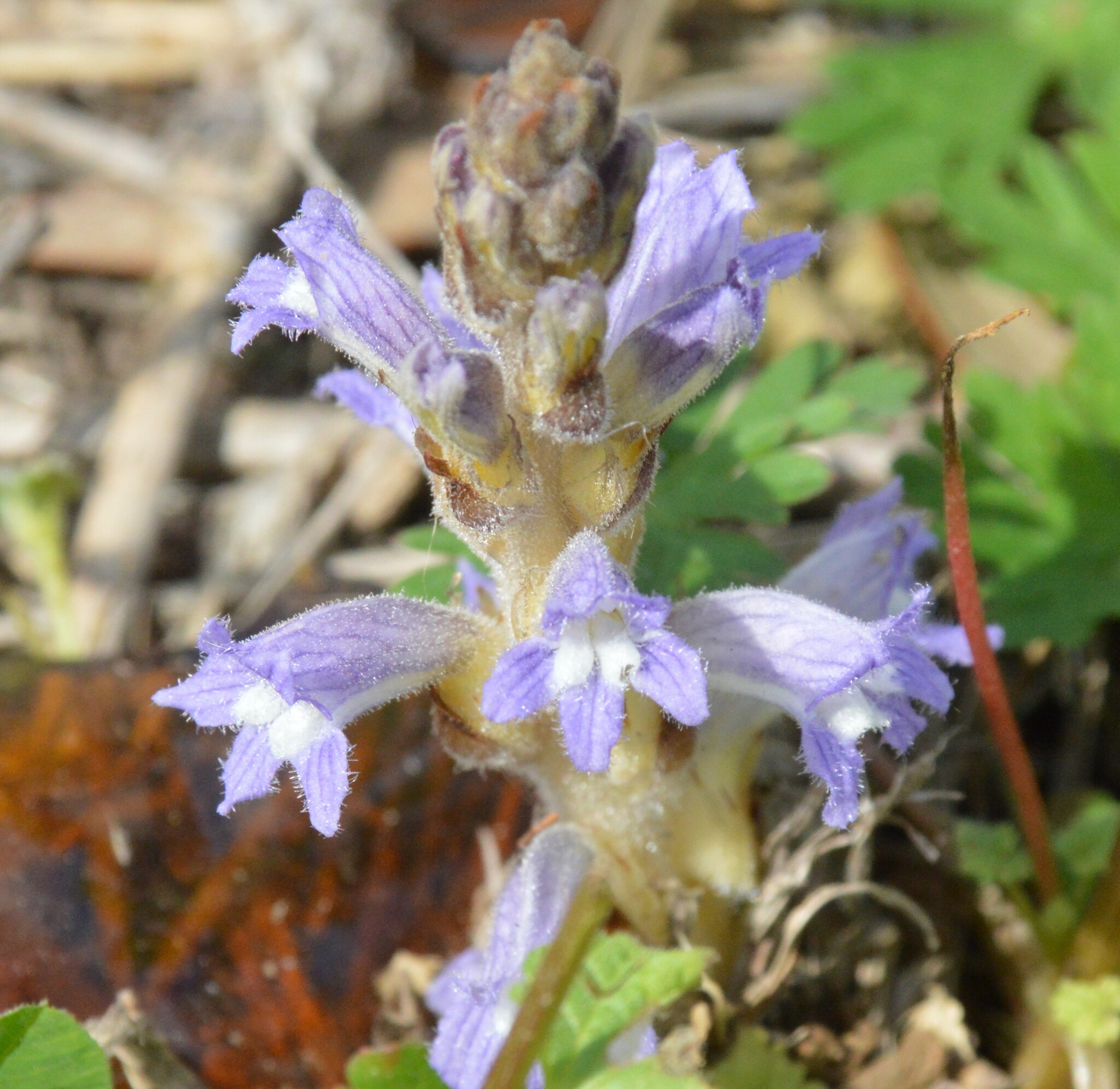 Raetzel Phelipanche mutelii var. nana (Reut.) Uhlich & Rätzel