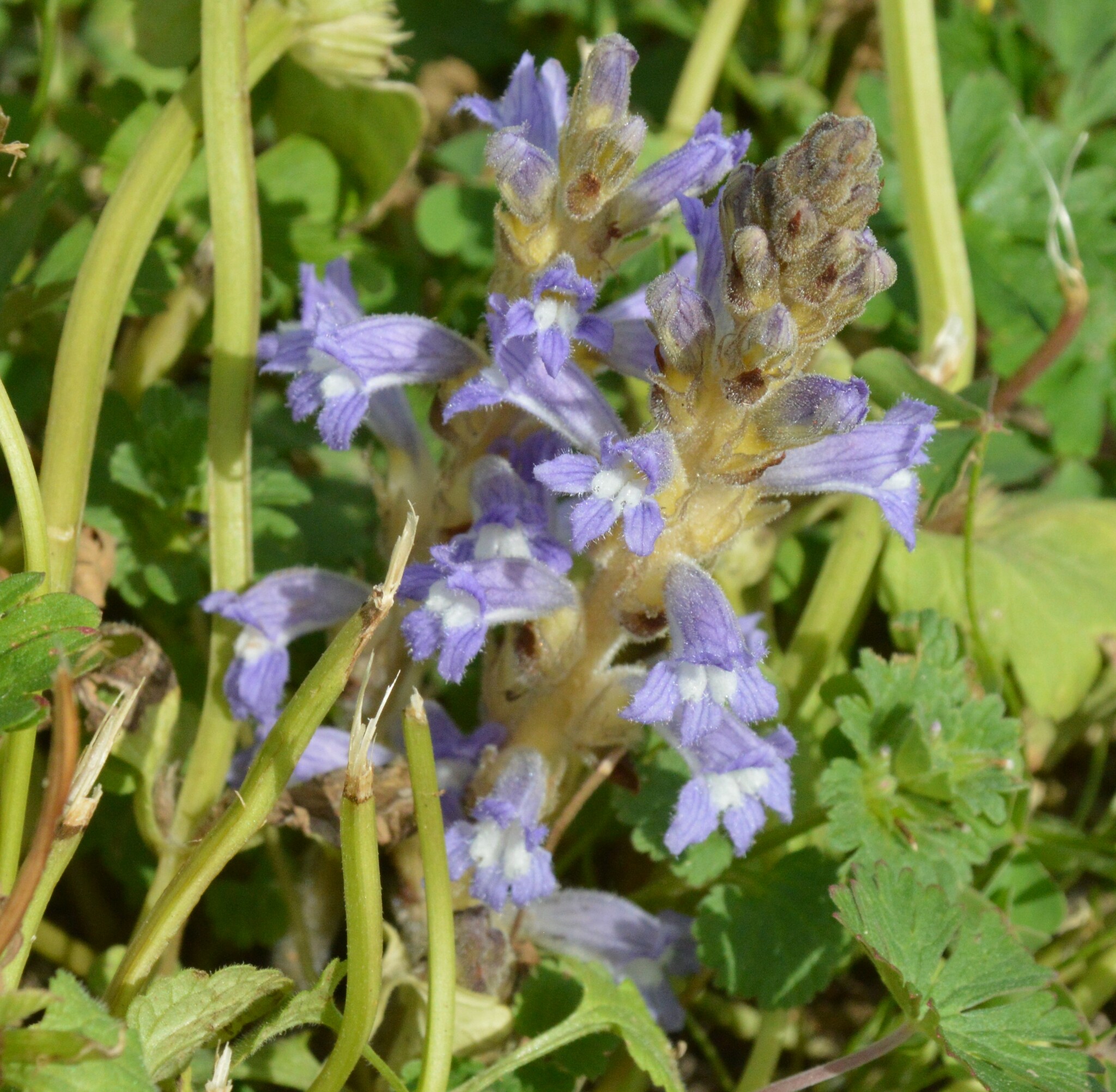 Raetzel Phelipanche mutelii var. nana (Reut.) Uhlich & Rätzel