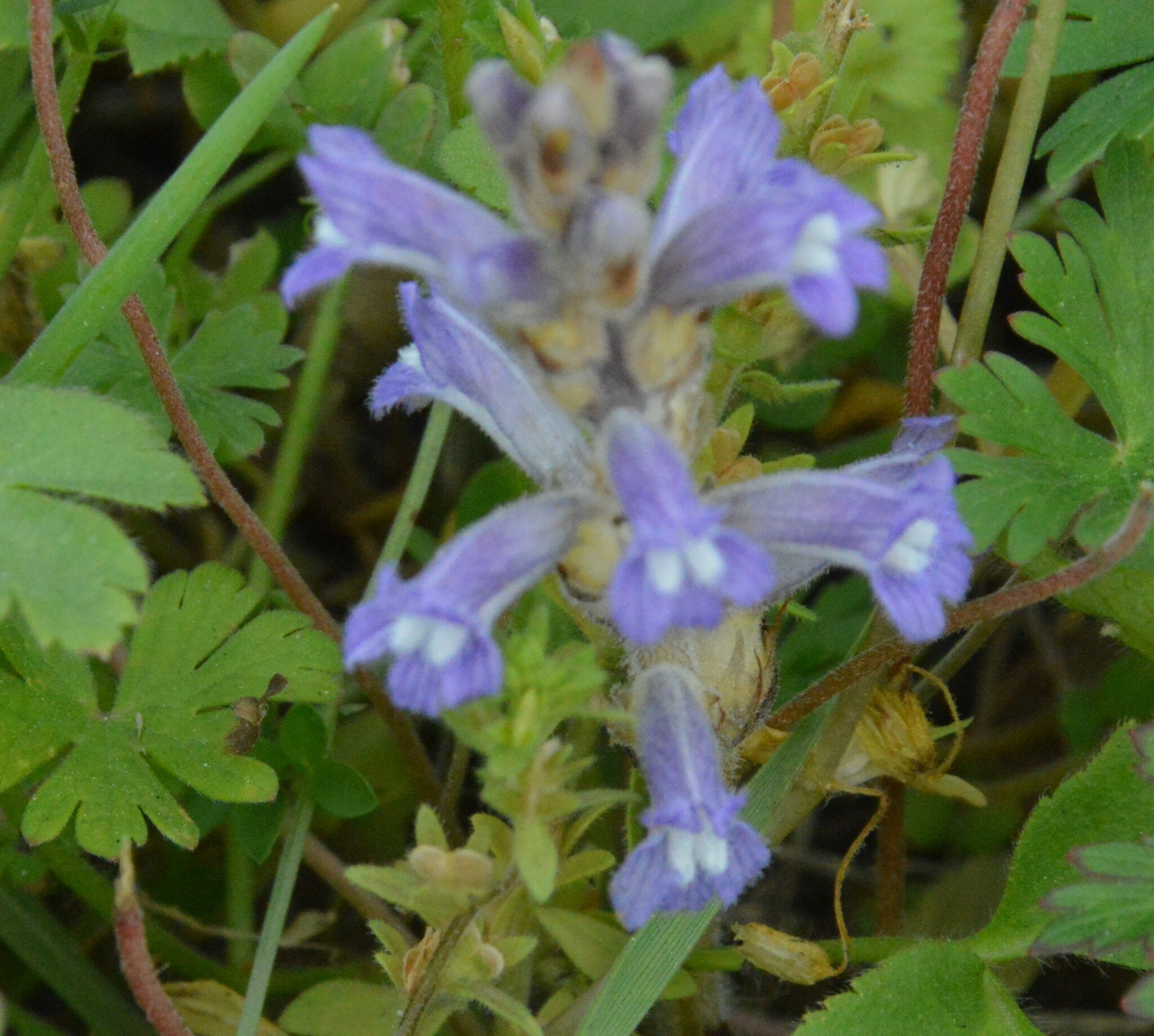 Raetzel Phelipanche mutelii var. nana (Reut.) Uhlich & Rätzel