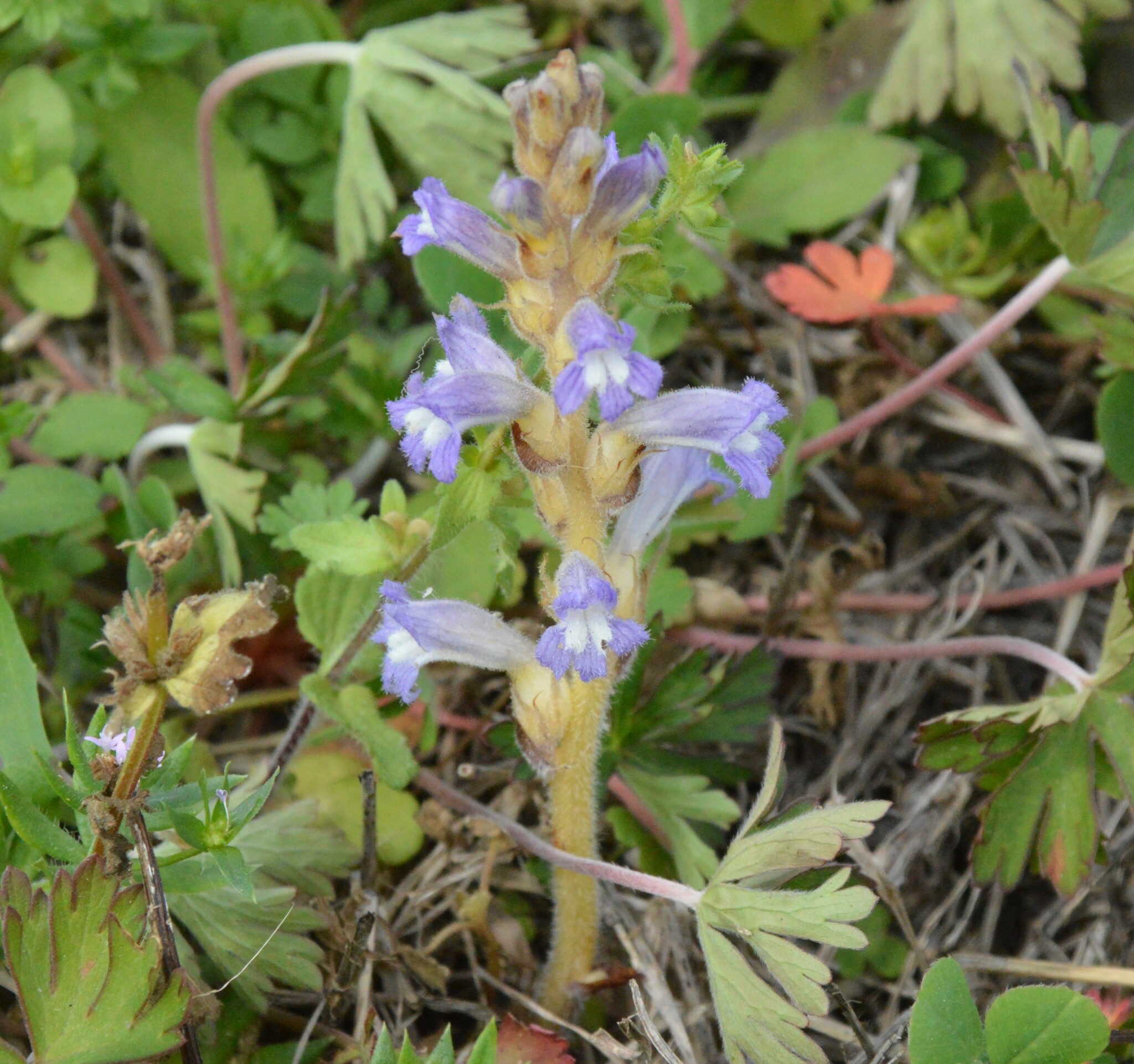 Raetzel Phelipanche mutelii var. nana (Reut.) Uhlich & Rätzel