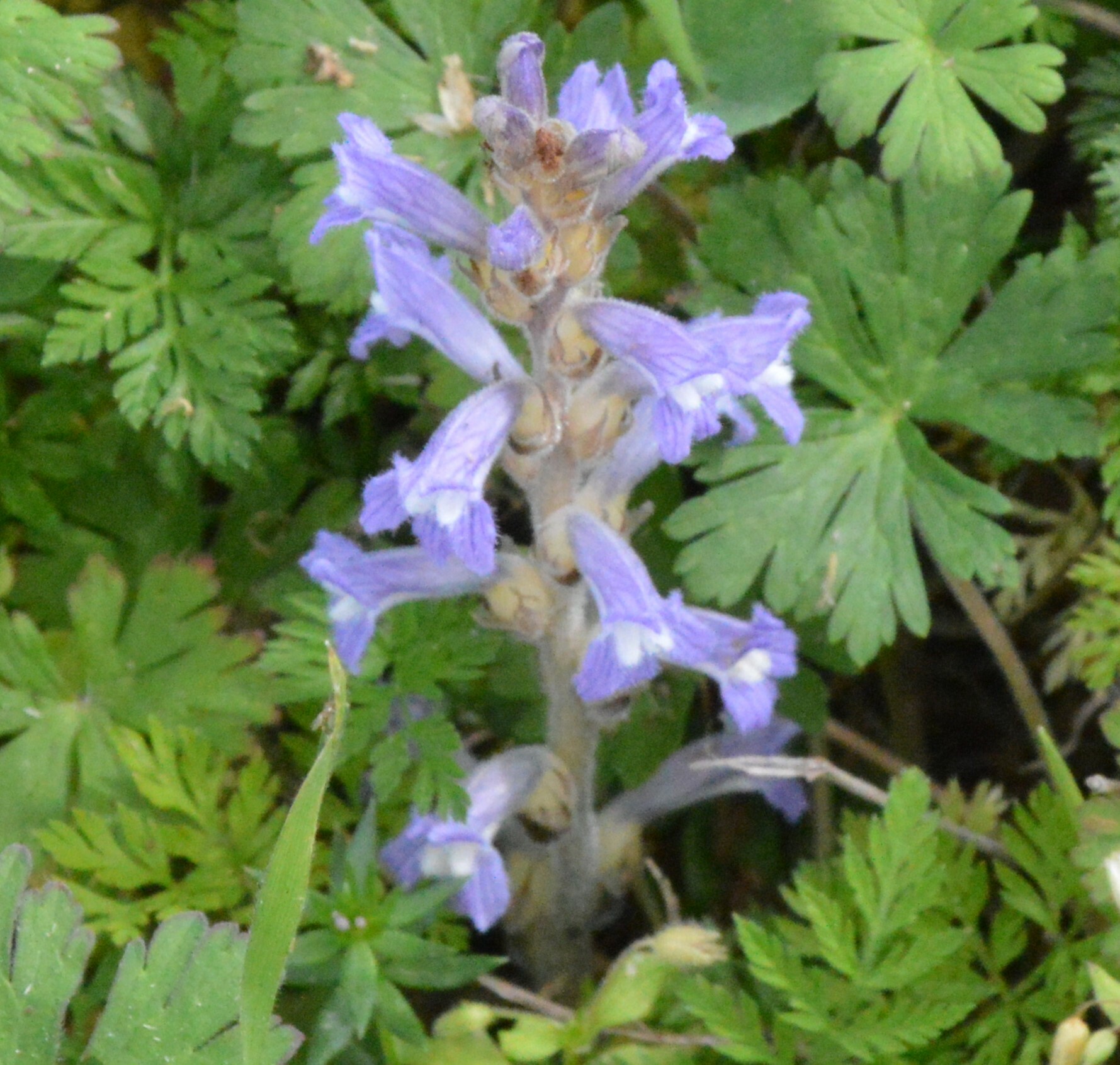 Raetzel Phelipanche mutelii var. nana (Reut.) Uhlich & Rätzel