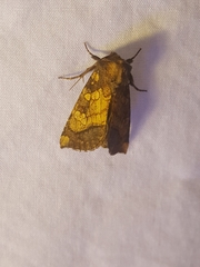 Papaipema cataphracta