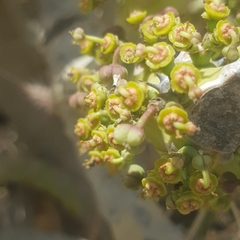Image of Euphorbia paganorum