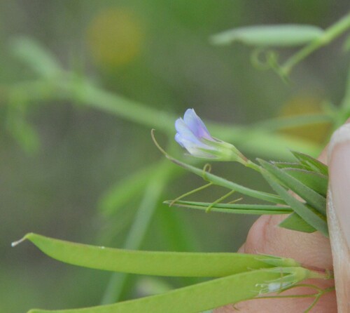 Image of Vicia minutiflora by (c) Dan Johnson, some rights reserved (CC BY)