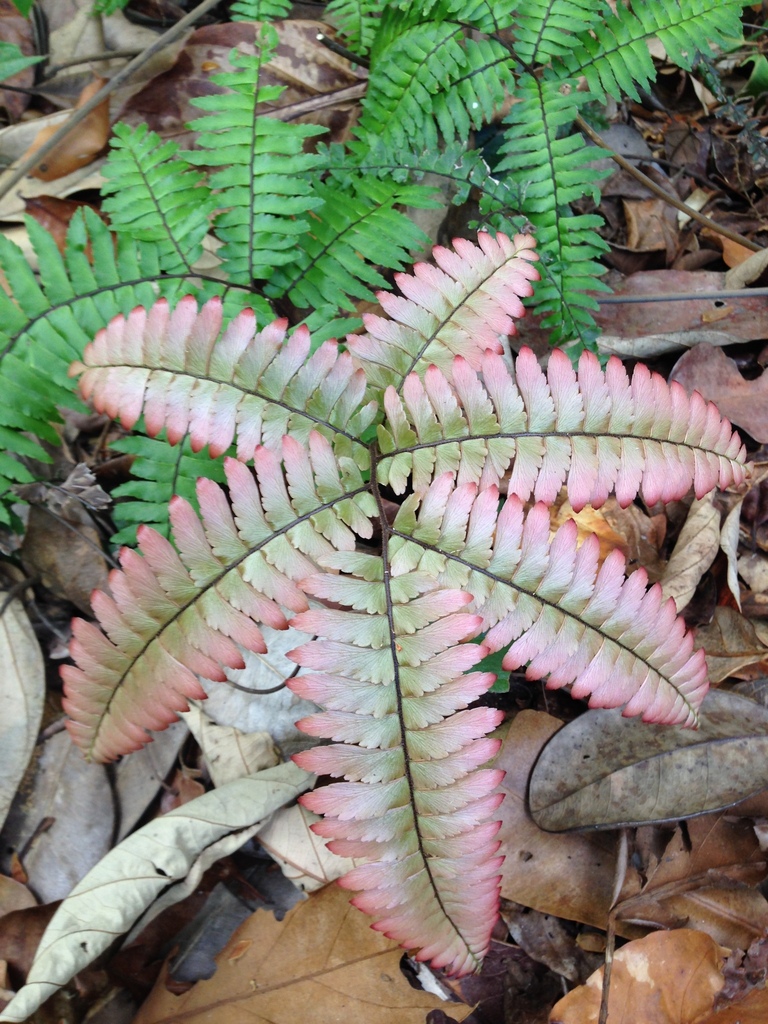 Tetraphyllum clade