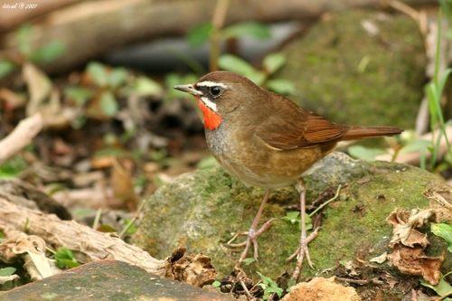 Siberian Rubythroat