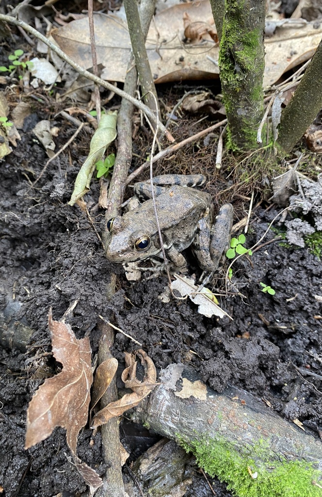 Green Frog from I-10 E, Baton Rouge, LA, US on March 02, 2023 at 08:43 ...