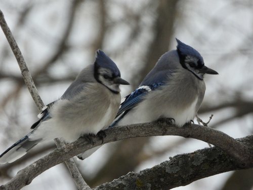 Blue Jay photographed in Minnesota