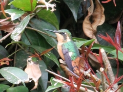 Chaetocercus heliodor