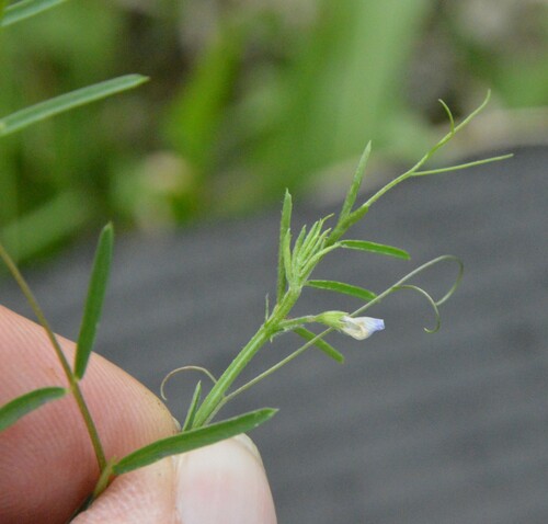 Image of Vicia minutiflora by (c) Dan Johnson, some rights reserved (CC BY)