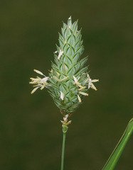 Phalaris minor