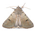 Indiscrete Cissusa Moth - Photo (c) Scott M Logan, some rights reserved (CC BY-NC), uploaded by Scott M Logan