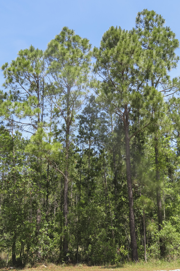 American hard pines from Volusia County, FL, USA on May 12, 2020 at 12: ...