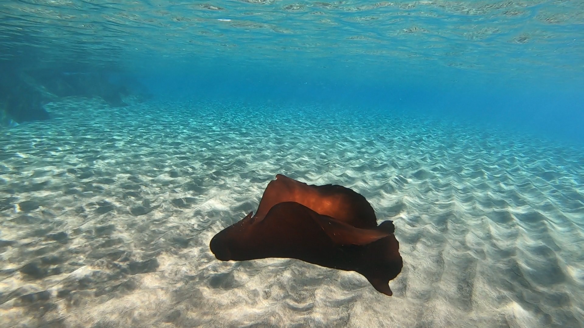 Liebre de mar