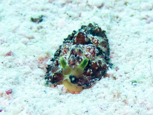 Cardinal Phyllidiopsis — seen at this dive site