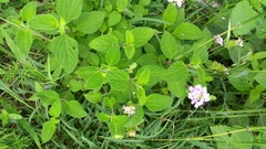 Lantana achyranthifolia