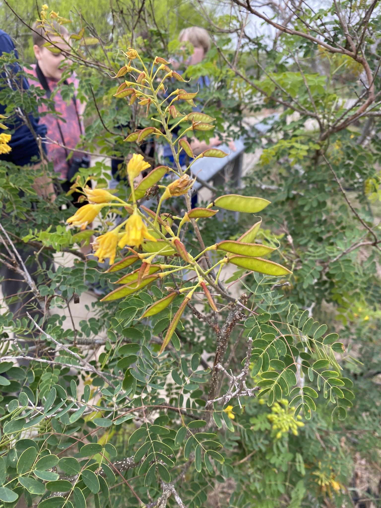 Erythrostemon mexicanus (Rose) Gagnon & G.P.Lewis