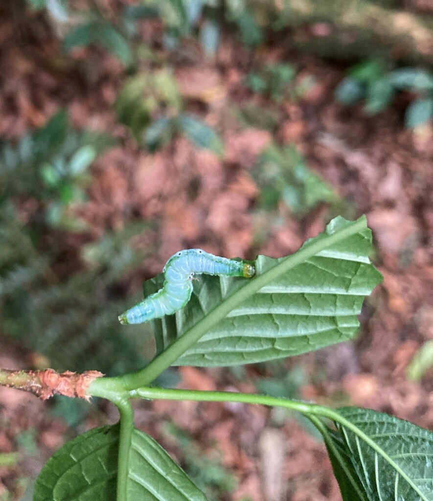 Butterflies and Moths from Kanungu, Uganda on February 15, 2023 at 04