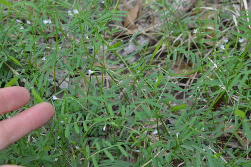 Image of Vicia minutiflora by (c) Dan Johnson, some rights reserved (CC BY)