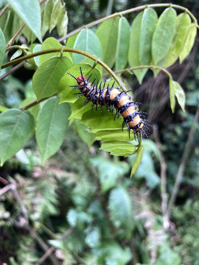 Butterflies and Moths from Kanungu, Uganda on February 15, 2023 at 05
