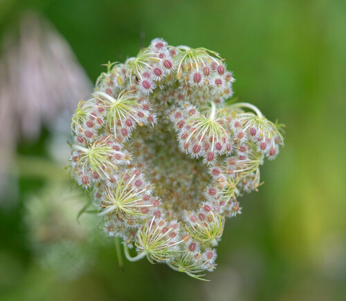 Paprastoji morka nuotrauka