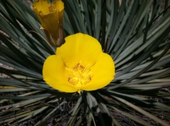 Calochortus concolor