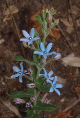 Oxypetalum coeruleum
