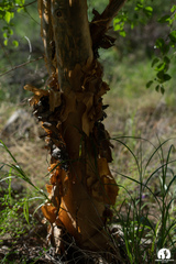 Bursera microphylla