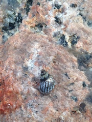 Echinolittorina placida