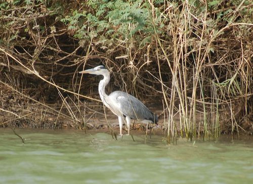 Grey Heron