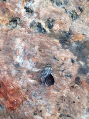 Echinolittorina placida