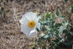 Argemone polyanthemos