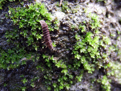 Diaphanes citrinus
