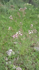 Stevia viscida