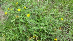 Wedelia acapulcensis