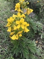 Senna apiculata