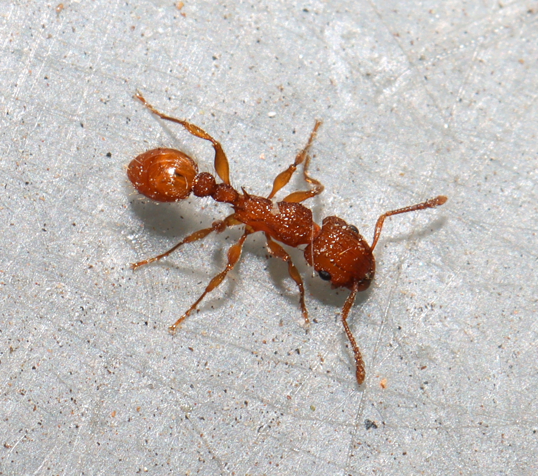 Tetramorium notiale