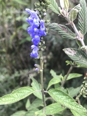 Salvia connivens