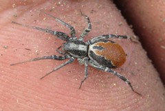 Castianeira occidens