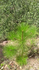 Pinus devoniana