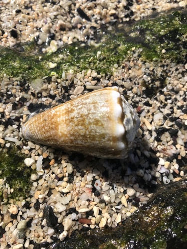 Conus lividus observed 2023-03-01