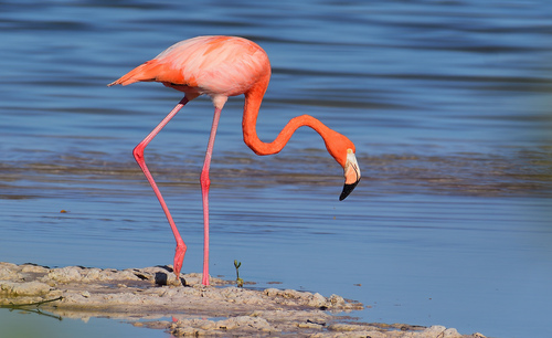 American Flamingo