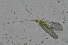 Leucochrysa insularis