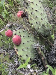 Opuntia stenopetala