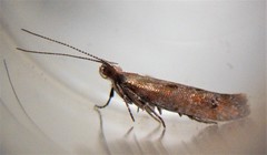 Chrysorthenches drosochalca