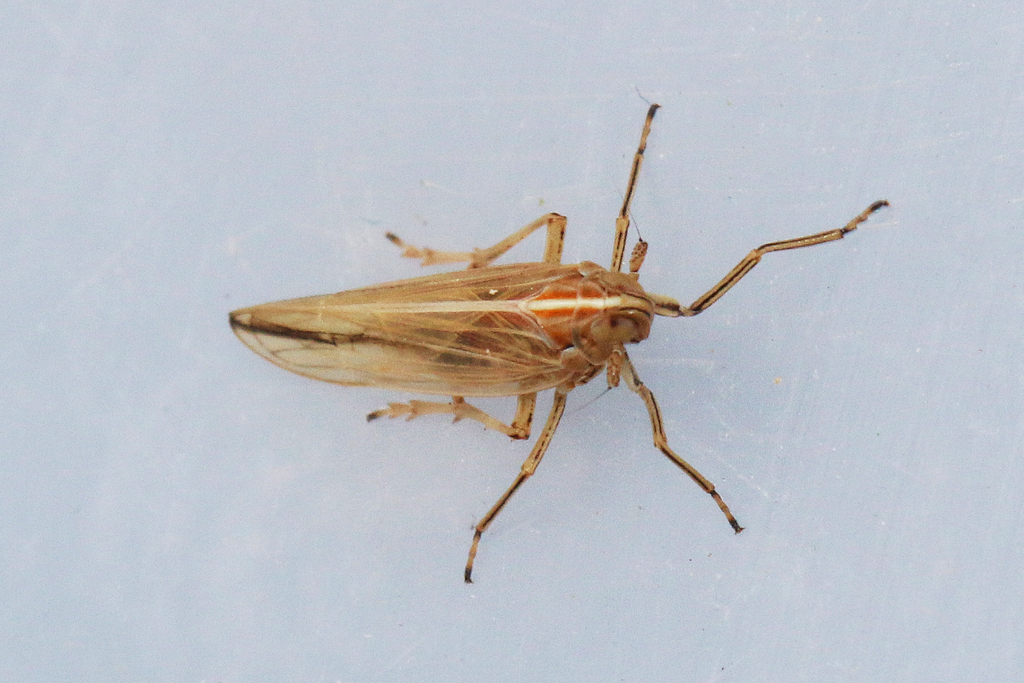 Stenocranus